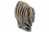 Woolly Mammoth (Mammuthus) Partial Molar - Germany #244476-1